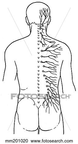 Primary ramus, posterior View Large Illustration Clipart - Primary ramus, posterior. Fotosearch