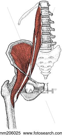 Psoas major, psoas minor and ilacus muscle View Large Illustration Stock Illustration - Psoas major, psoas minor and ilacus muscle. Fotosearch