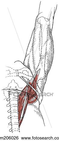 Stock Illustration - Psoas muscles. Fotosearch