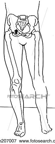 Stock Illustration - Pubic symphysis, translation. Fotosearch