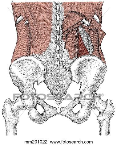 Quadratus lumborum muscle View Large Illustration Drawing - Quadratus lumborum muscle. Fotosearch
