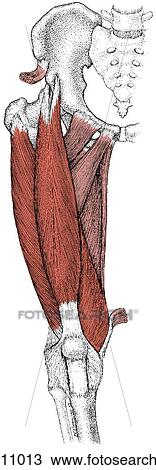 Drawing - Quadriceps femoris muscle. Fotosearch
