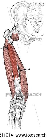 Quadriceps femoris muscle group View Large Illustration Stock Illustration - Quadriceps femoris muscle group. Fotosearch