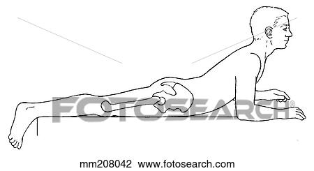 Range of motion, trunk extension View Large Illustration Drawing - Range of motion, trunk extension. Fotosearch