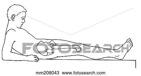 Range of motion, trunk flexion View Large Illustration Drawing - Range of motion, trunk flexion. Fotosearch