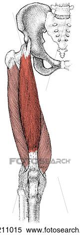 Rectus femoris muscle View Large Illustration Stock Illustration - Rectus femoris muscle. Fotosearch