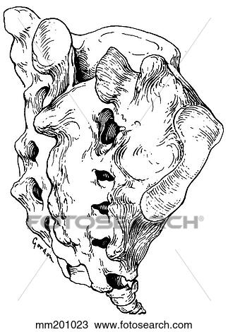 Sacrum View Large Illustration Drawing - Sacrum. Fotosearch