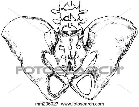 Sacrum View Large Illustration Stock Illustration - Sacrum. Fotosearch