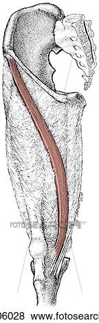 Stock Illustration - Sartorius muscle. Fotosearch