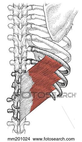 Serratus posterior inferior muscle View Large Illustration Stock Illustration - Serratus posterior inferior muscle. Fotosearch