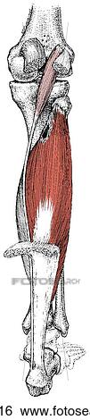 Stock Illustration - Soleus and plantaris muscles. Fotosearch