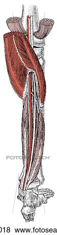Soleus canal opening View Large Illustration Stock Illustration - Soleus canal opening. Fotosearch