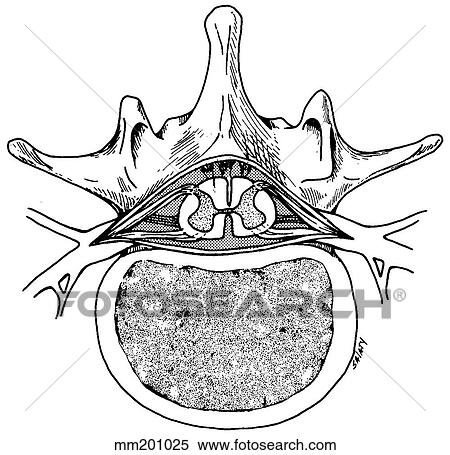 Spinal cord View Large Illustration Stock Illustration - Spinal cord. Fotosearch