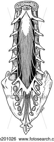 Stock Illustration - Spinal cord. Fotosearch