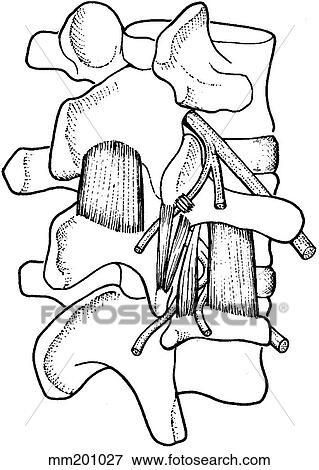 Spinal nerve View Large Illustration Stock Illustration - Spinal nerve. Fotosearch