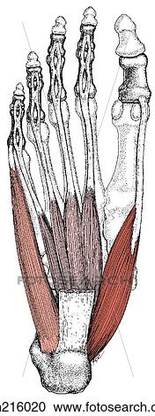 Clipart - Superficial intrinsic foot muscles. Fotosearch