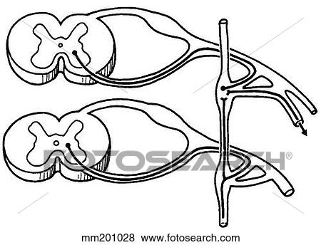 Stock Illustration - Sympathetic nervous system. Fotosearch