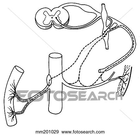 Sympathetic nervous system View Large Illustration Stock Illustration - Sympathetic nervous system. Fotosearch