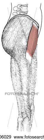 Tensor fasciae latae muscle View Large Illustration Stock Illustration - Tensor fasciae latae muscle. Fotosearch