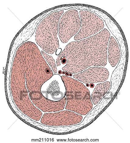 Thigh, cross section View Large Illustration Stock Illustration - Thigh, cross section. Fotosearch