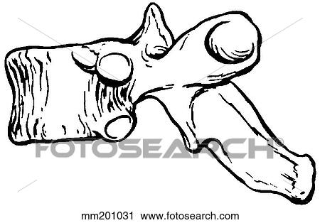 Thoracic vertebra View Large Illustration Clip Art - Thoracic vertebra. Fotosearch
