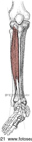 Tibialis anterior muscle View Large Illustration Clip Art - Tibialis anterior muscle. Fotosearch