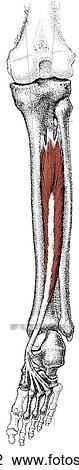Drawing - Tibialis posterior muscle. Fotosearch