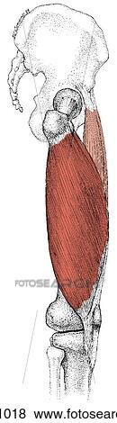 Vastus lateralis muscle View Large Illustration Stock Illustration - Vastus lateralis muscle. Fotosearch