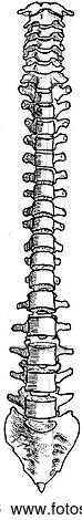 Vertebral column and sacrum View Large Illustration Stock Illustration - Vertebral column and sacrum. Fotosearch