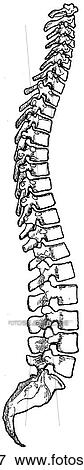 Vertebral column and sacrum View Large Illustration Stock Illustration - Vertebral column and sacrum. Fotosearch