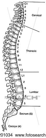 Vertebral column View Large Illustration Stock Illustration - Vertebral column. Fotosearch
