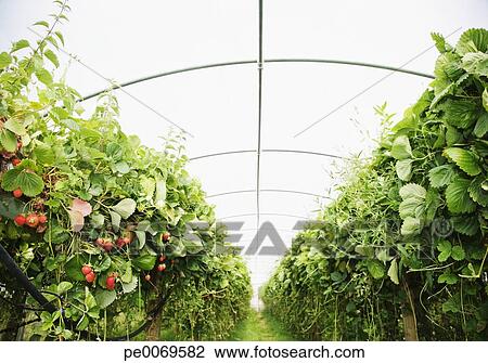 Banque de Photo - potager, intérieur, serre pe0069582 - Recherchez ... Banque de Photo - potager, intérieur, serre pe0069582 - Recherchez ...