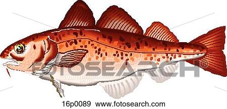 Clip Art - Atlantic cod. Fotosearch