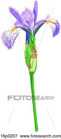 Clip Art - Blue Flag Iris. Fotosearch