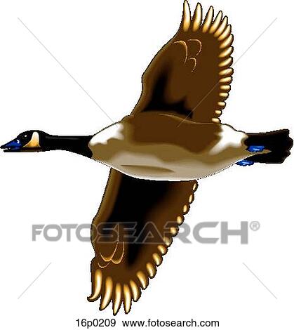Canadian Goose View Large Clip Art Graphic Clip Art - Canadian Goose. Fotosearch