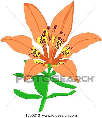 Canadian Lily View Large Clip Art Graphic Clipart - Canadian Lily. Fotosearch