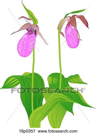 Clip Art - Lady's-Slipper. Fotosearch