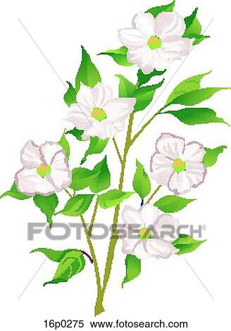 Clipart - Pacific Dogwood. Fotosearch