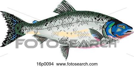Pink Salmon View Large Clip Art Graphic Clipart - Pink Salmon. Fotosearch