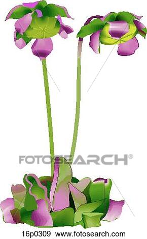 Pitcher Plant View Large Clip Art Graphic Clip Art - Pitcher Plant. Fotosearch