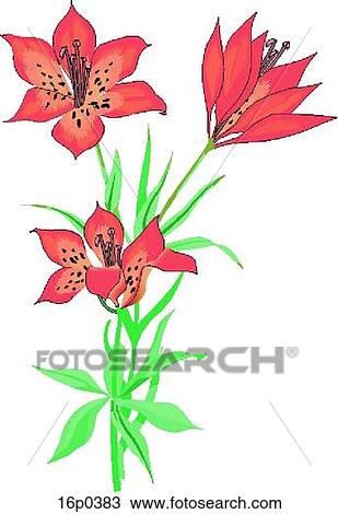 Red Lilly View Large Clip Art Graphic Clipart - Red Lilly. Fotosearch