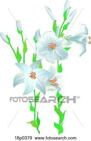 White Garden Lily View Large Clip Art Graphic Clip Art - White Garden Lily. Fotosearch