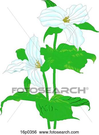 Clip Art - White Trillium. Fotosearch
