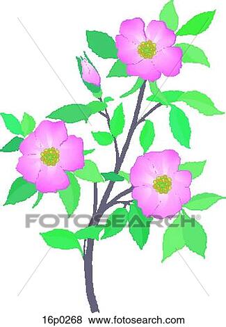 Clip Art - Wild Rose. Fotosearch