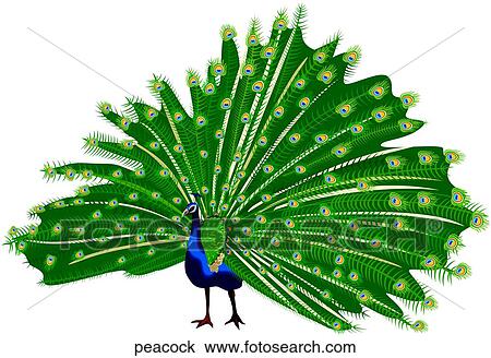 Clipart - PEACOCKgif, PEACOCK. Fotosearch