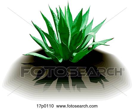Clipart - Agave Azul. Fotosearch