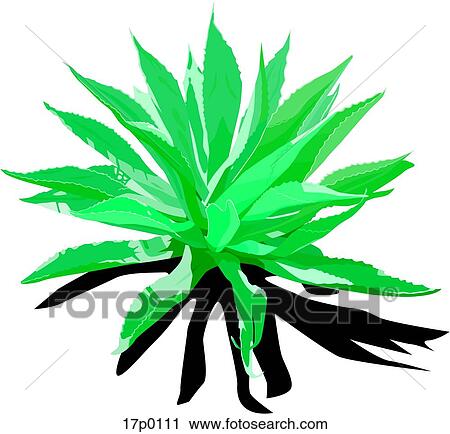 Clipart - Agave Tequilero. Fotosearch