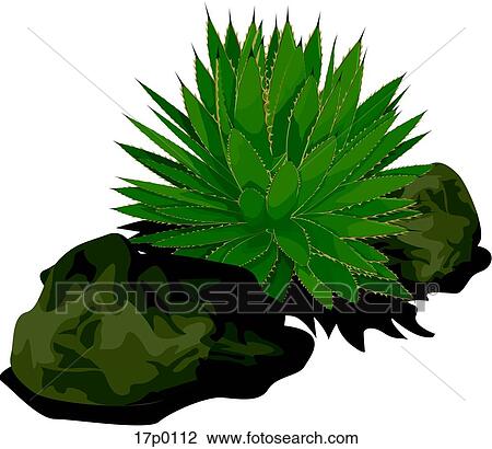 Clipart - Agave Verde. Fotosearch