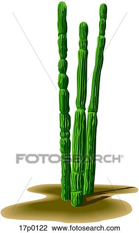 Cactus Organos View Large Clip Art Graphic Clipart - Cactus Organos. Fotosearch
