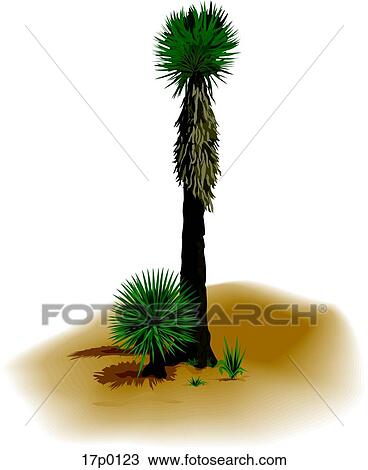 Clipart - Cactus Palmera. Fotosearch